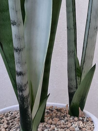 Сансевиерия Silver Queen