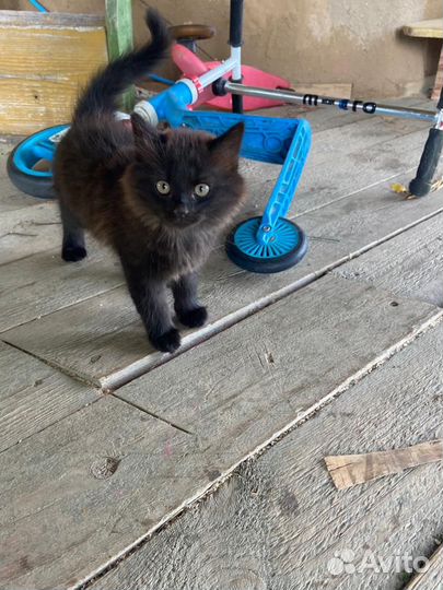 Котята Сибирской кошки