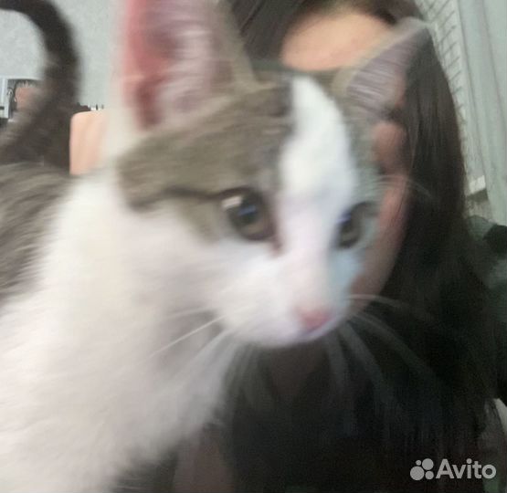 Котики бесплатно в добрые руки