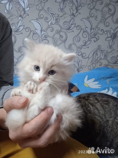 Котёнок в добрые руки