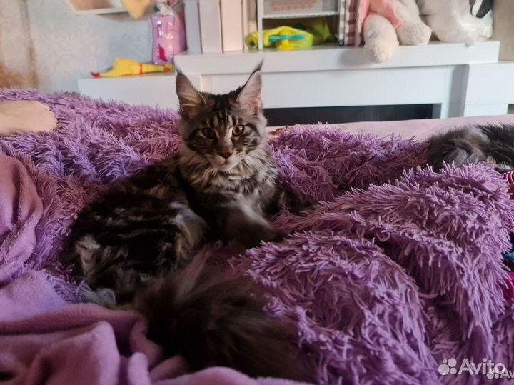 Котенок мейнкун девочка