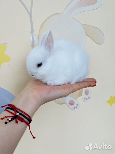 Декоративные, карликовые кролики