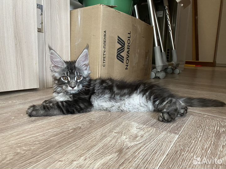 Котята мейн-кун
