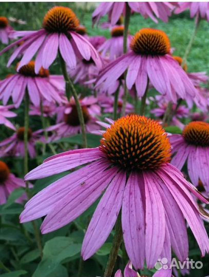 Эхинацея пурпурная