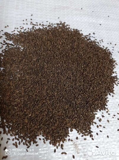 Семена фацелии