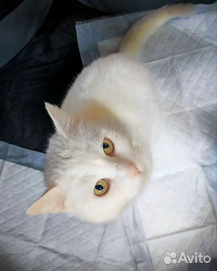 Кошечка ишет дом