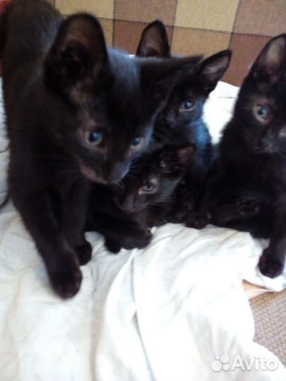 Отдам котят от кошки мышеловки