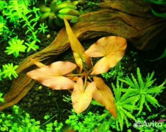 Аквариумные растения