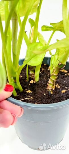 Сингониум Голден Аллюжн