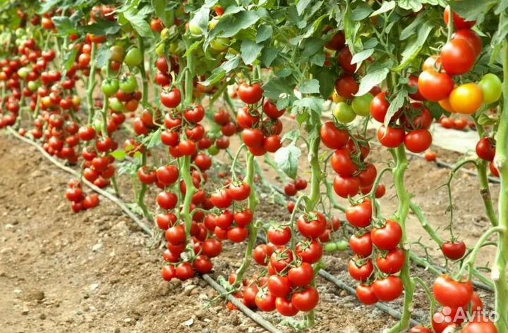 Рассада помидор