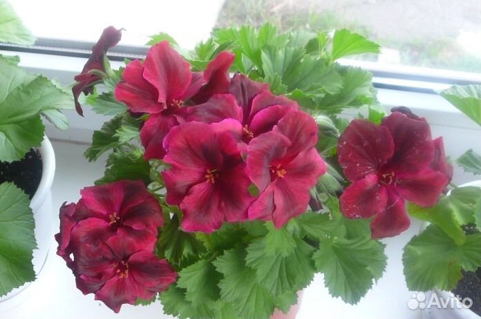 Пеларгонии королевские, розебудные