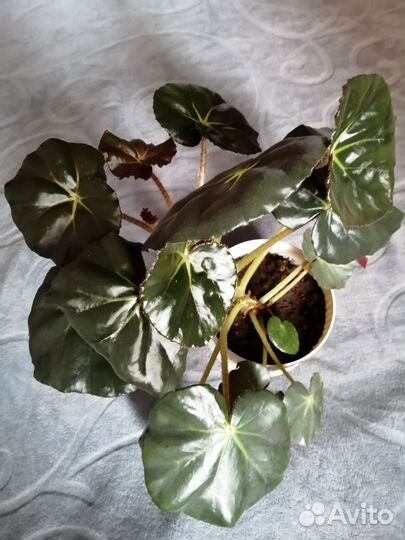 Сансевиерия Блэк Голд филодендрон бурле макс