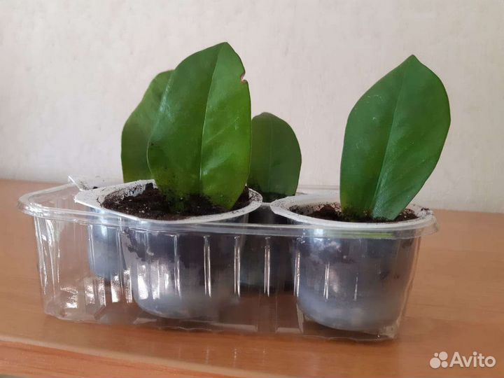 Замиокулькас