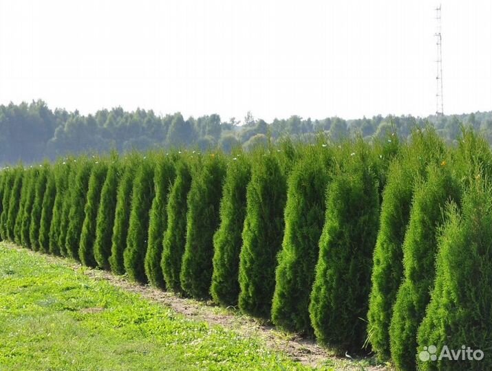 Туя брабант 1,5 м