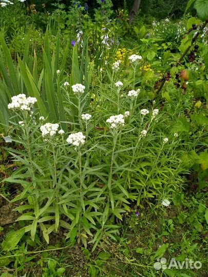 Анафалис жемчужный