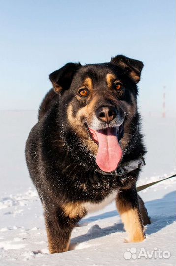 Собака из приюта в добрые руки бесплатно