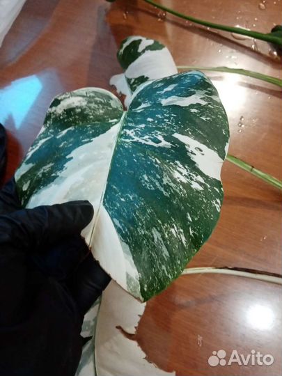 Монстера Альба, Спатифиллумы, Сансивьерии 3 вида