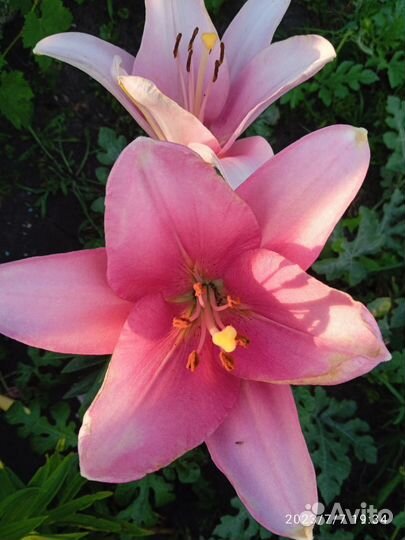 Лиии азиатские