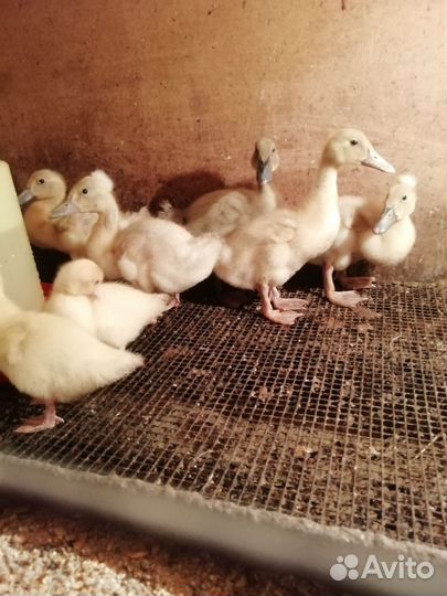 Копчёное мясо вьетнамских свиней