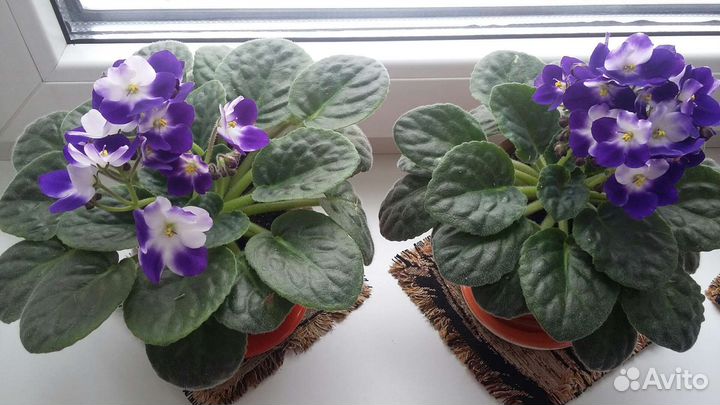 Фиалки, комнатные растения