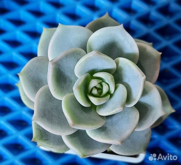 Суккулент Граптоверия