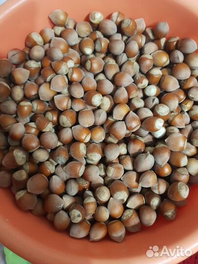 Орех фундук