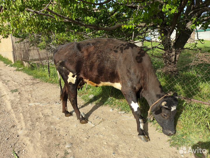 Корова дойная. Порода черно пёстрая сементалка