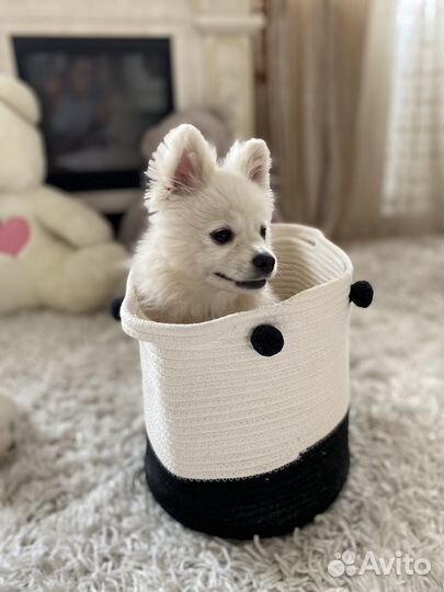 Щенок немецкого шпица