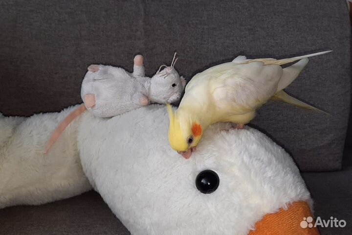 Ручные птенцы попугая корелла