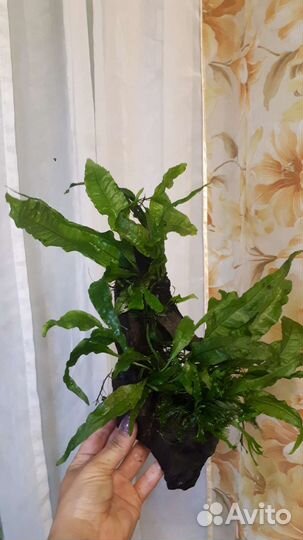 Аквариумное растение, водоросли аквариум