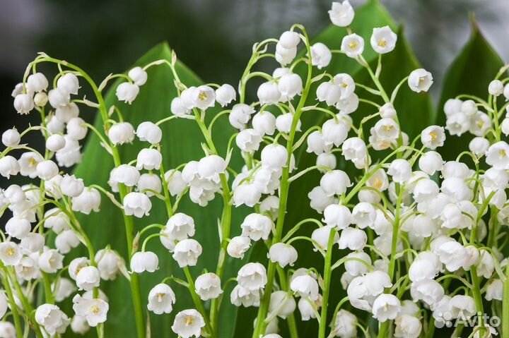Ландыши рассада