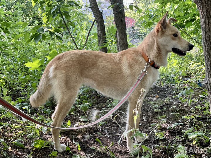 Собака Пикси в добрые руки