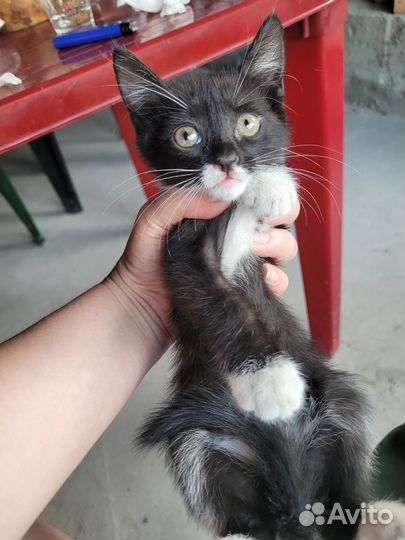 Кошка в дар