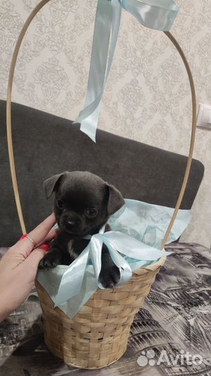 Щенки чихуахуа