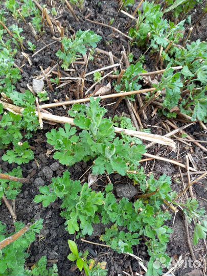 Многолетние цветы