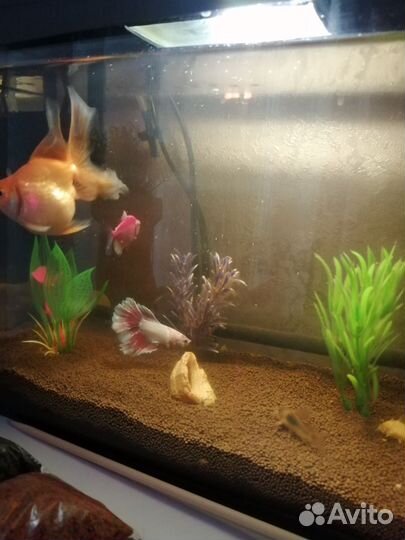 Аквариум