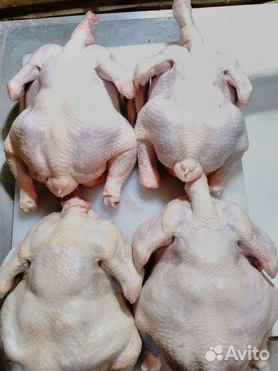 Куры - бройлеры Кобб-500