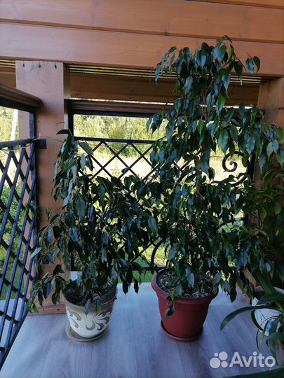 Фикус бенджамина