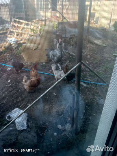 Бойцовые петухи