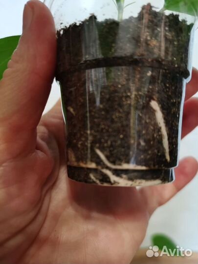 Гибискус, китайская роза