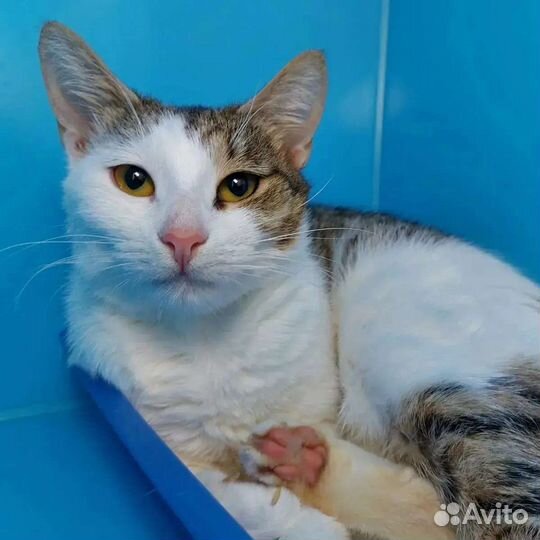 Кошечка Мими в добрые руки