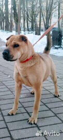 А Л Ь М Априучена к выгулу/охранница/знает команды