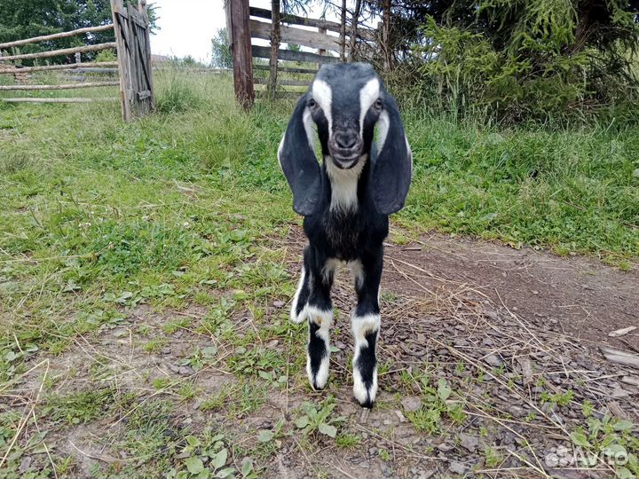 Нубийский козлик