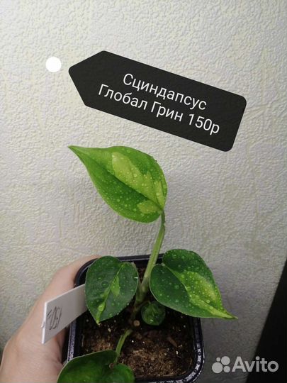 Сциндапсусы разные