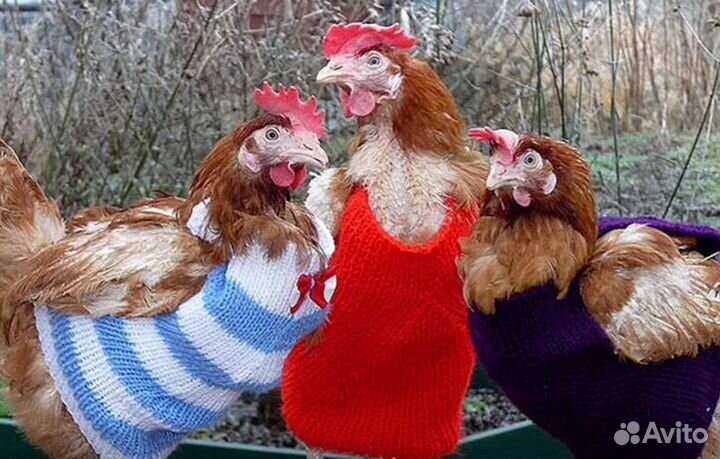 Сортировщик без опыта