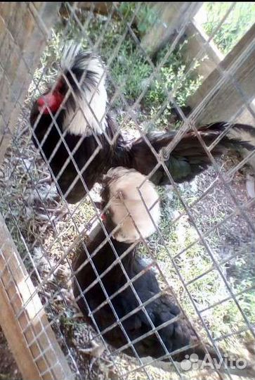 Яйцо породных кур и павлинов