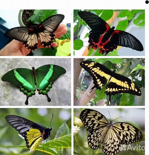 Живые бабочки т/б-11