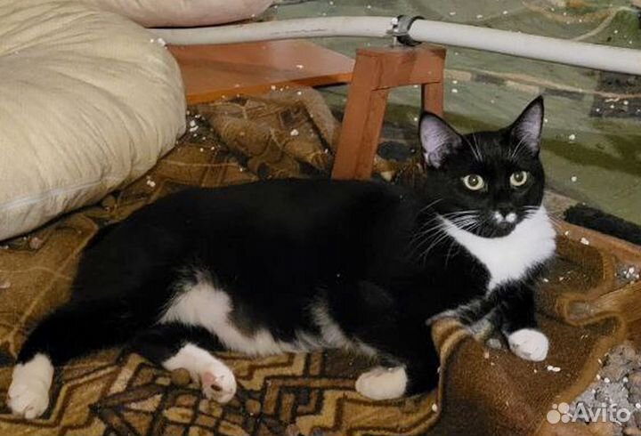 Котик заболел Фип от тоски. никто не усынов. Приют