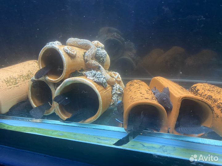 Номерные L-сомы