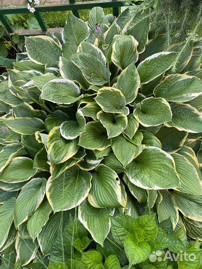 Многолетники для сада